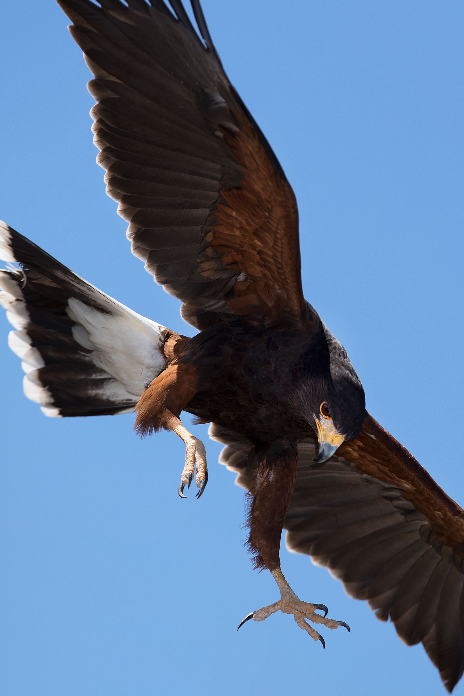 2017-02-15-museum-harris-1x2_5476v