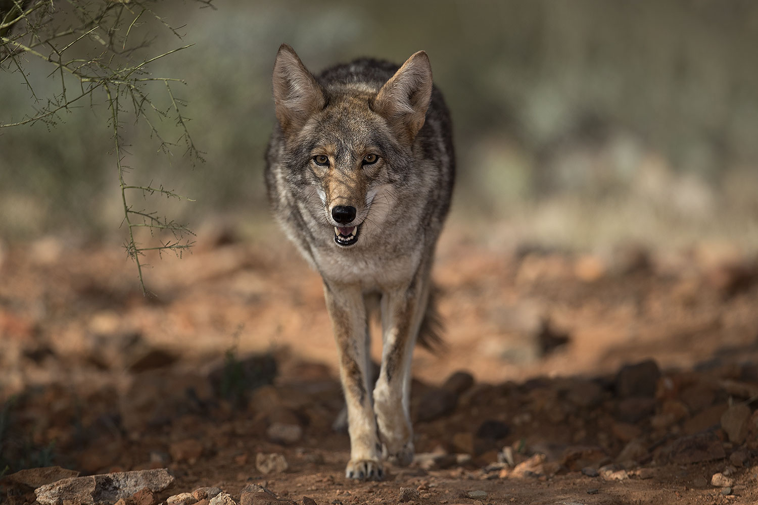 2017-02-17-museum-coyote-1x2_5979