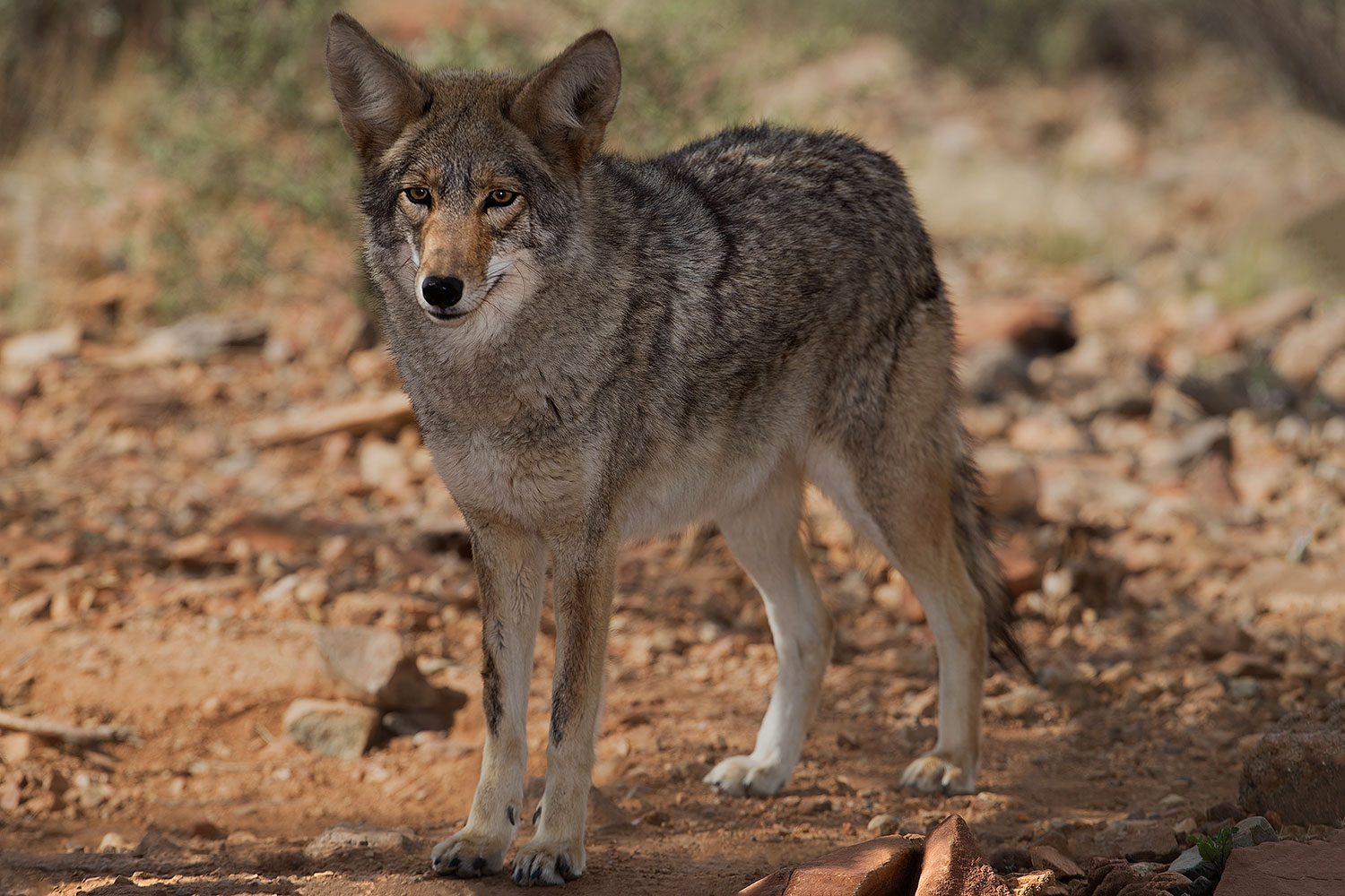 2017-02-17-museum-coyote-1x2_6017