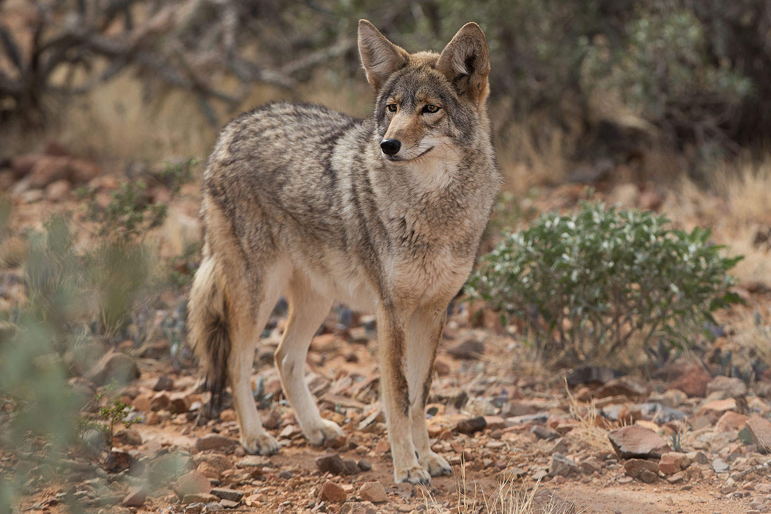 2017-02-17-museum-coyote-1x2_6138
