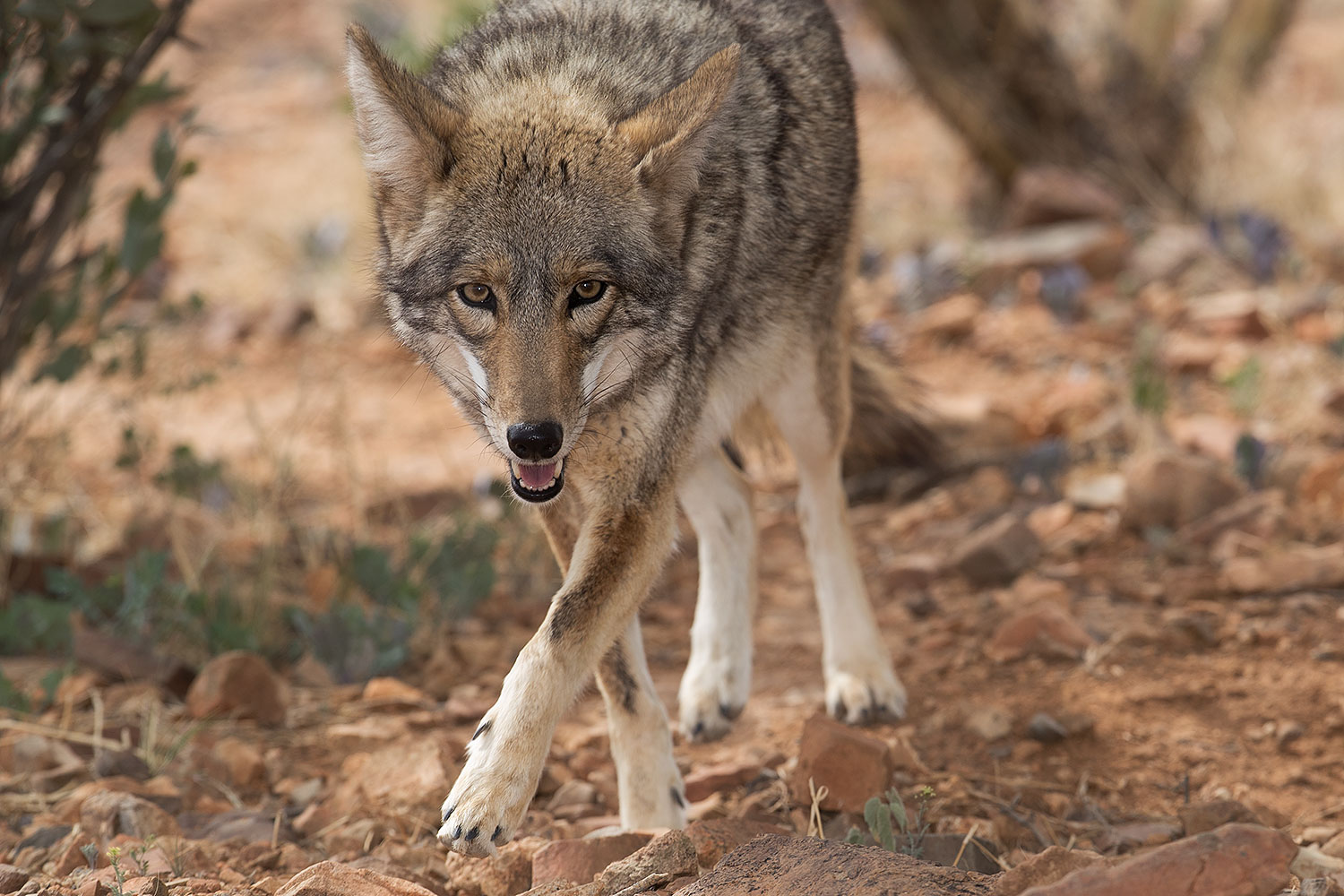 2017-02-17-museum-coyote-1x2_6142