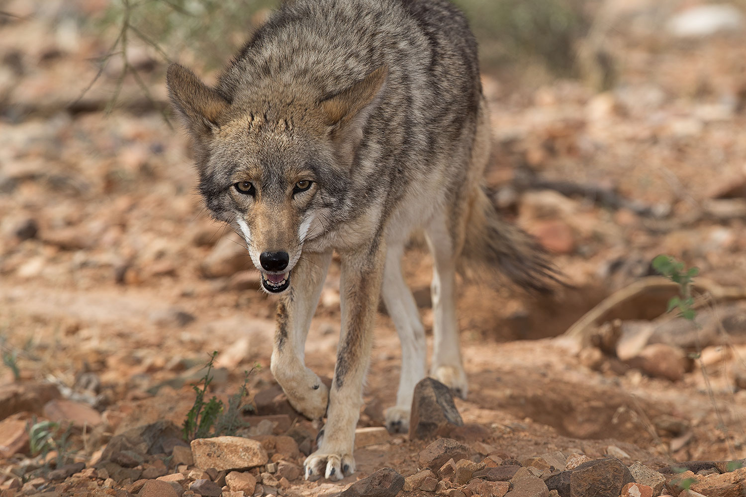 2017-02-17-museum-coyote-1x2_6162