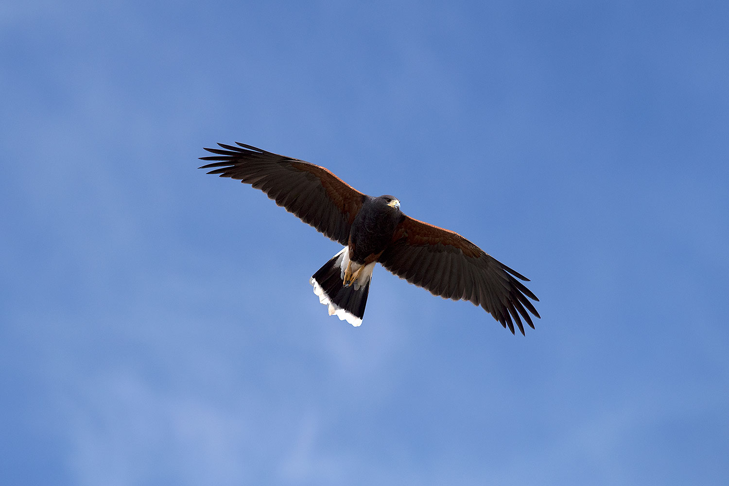 2017-02-17-museum-harris-1x2_6618