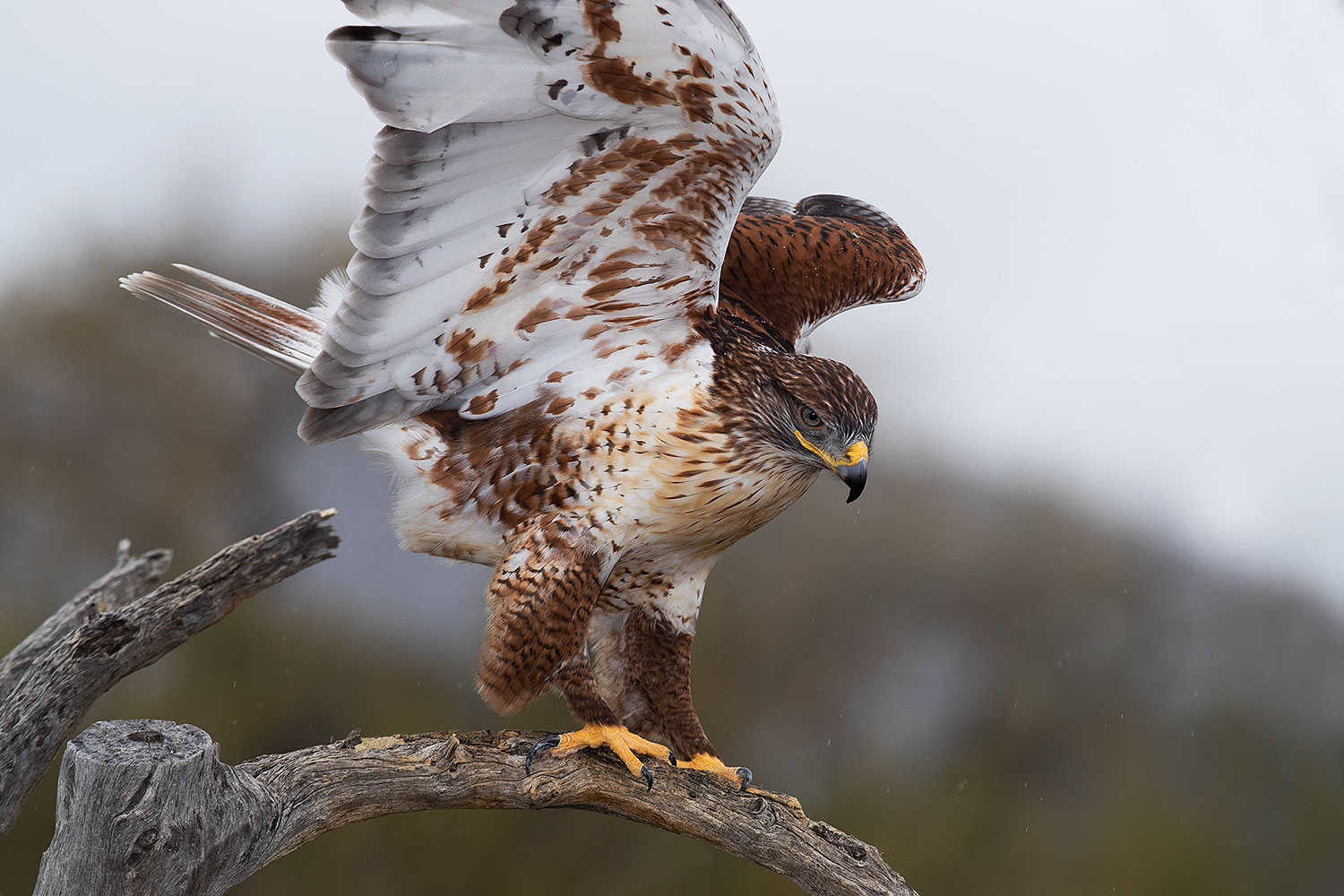 2017-02-19-museum-ferruginous-1x2_6955