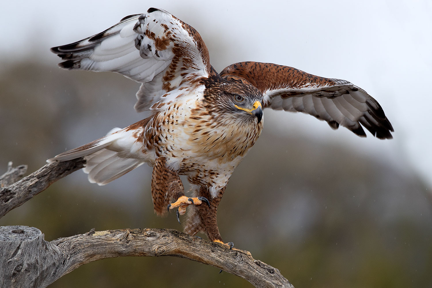 2017-02-19-museum-ferruginous-1x2_6958