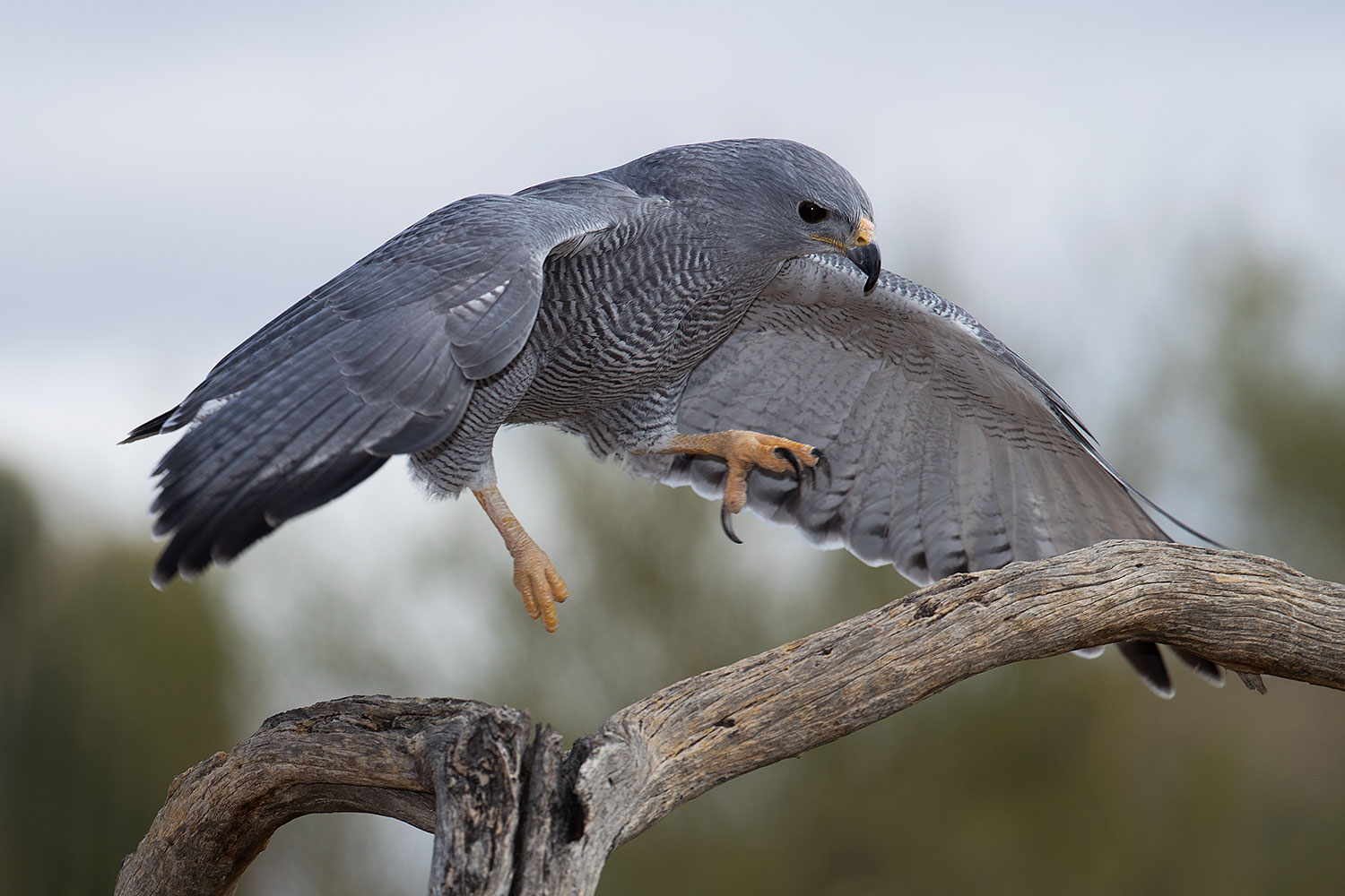 2017-02-19-museum-gray-1x2_7056