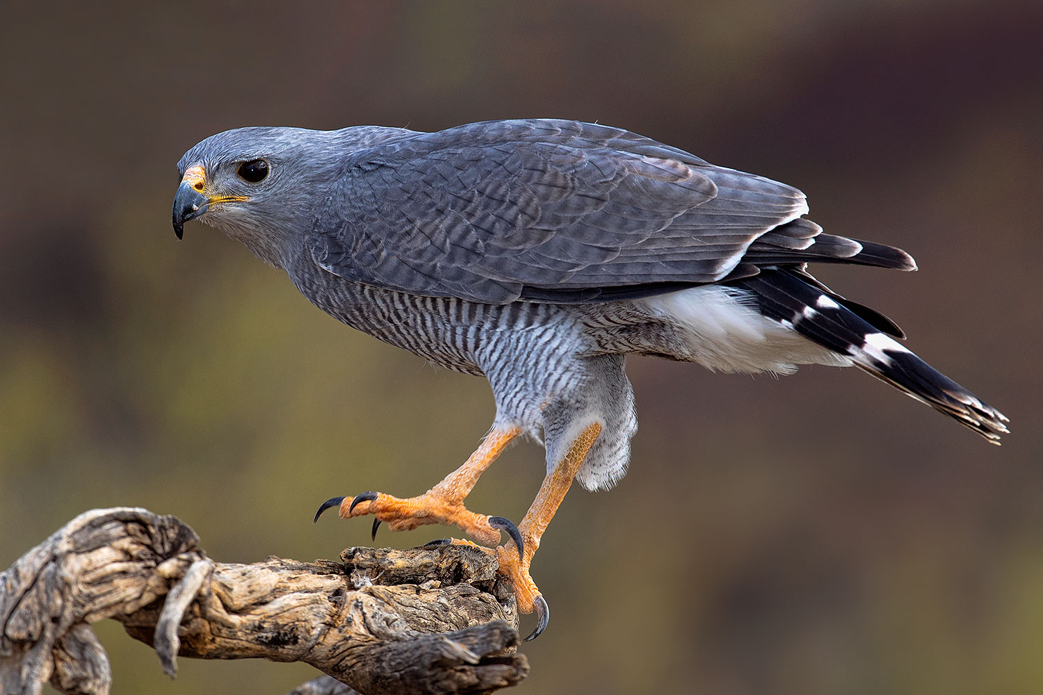 2017-02-19-museum-gray-1x2_7068