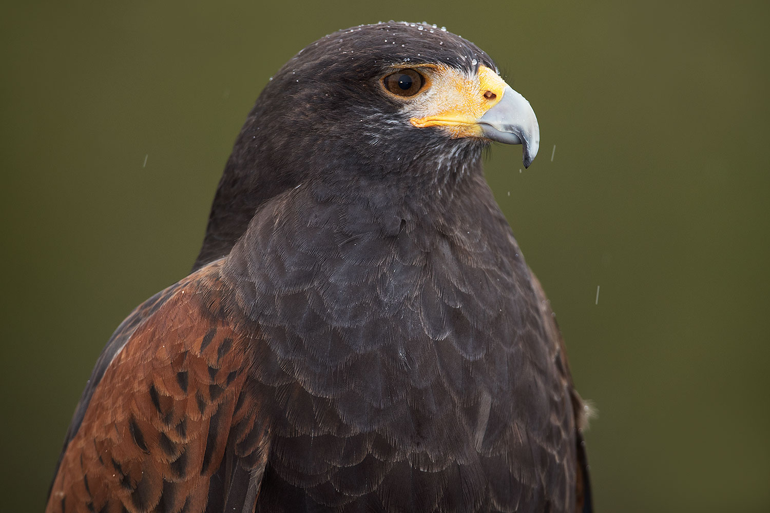 2017-02-19-museum-harris-1x2_7005