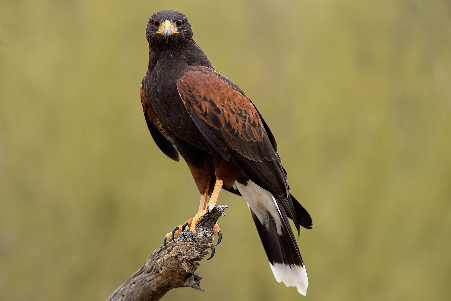 2017-02-19-museum-harris-1x2_7167