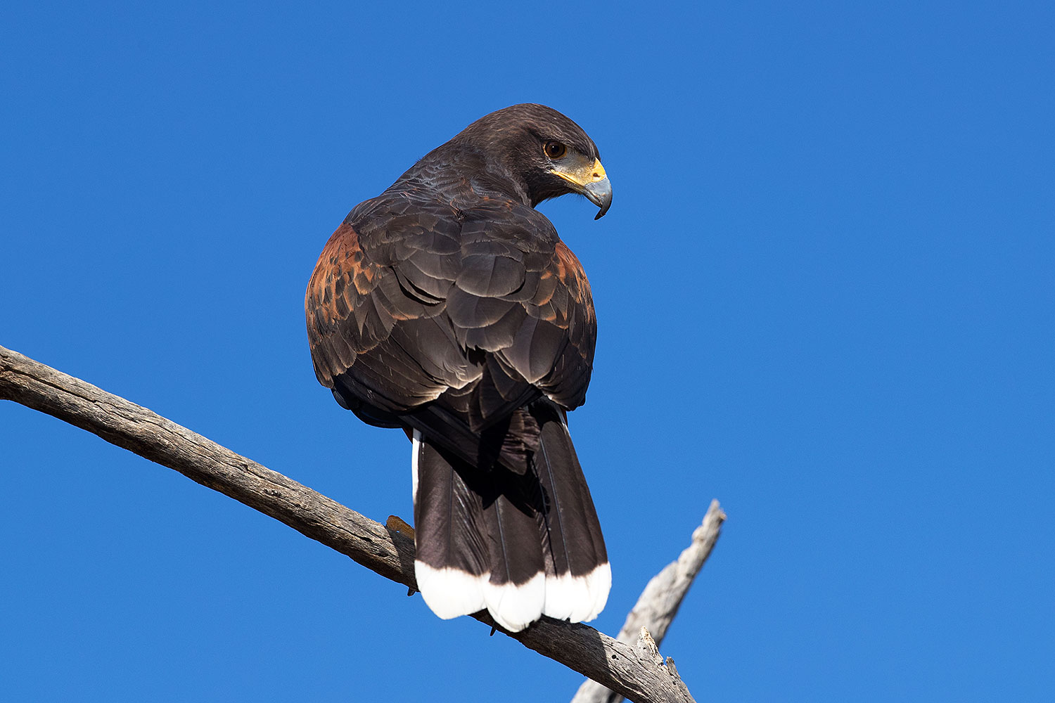 2017-02-20-museum-annas-1x2_7679