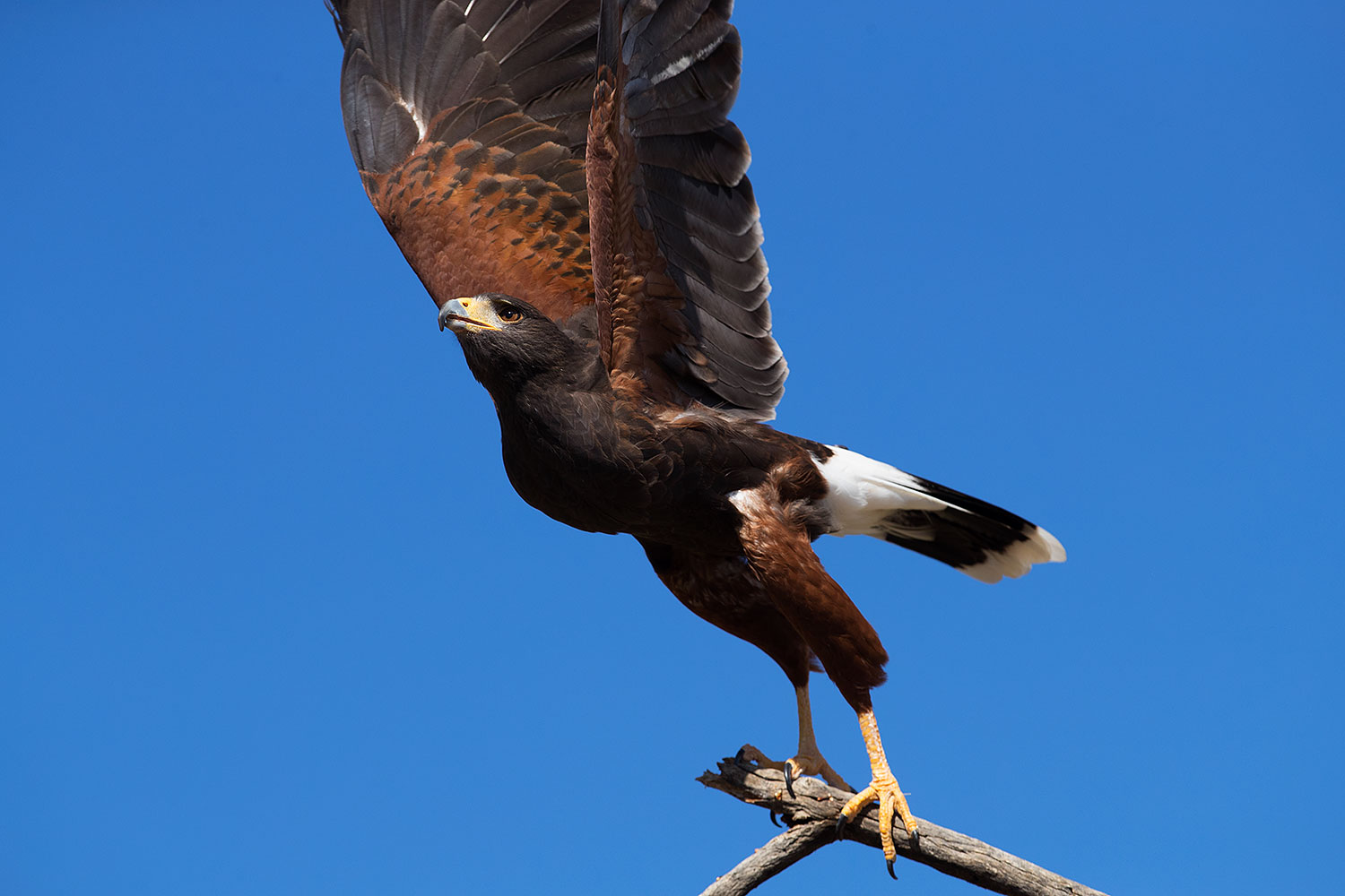 2017-02-20-museum-harris-88-1x2_7689