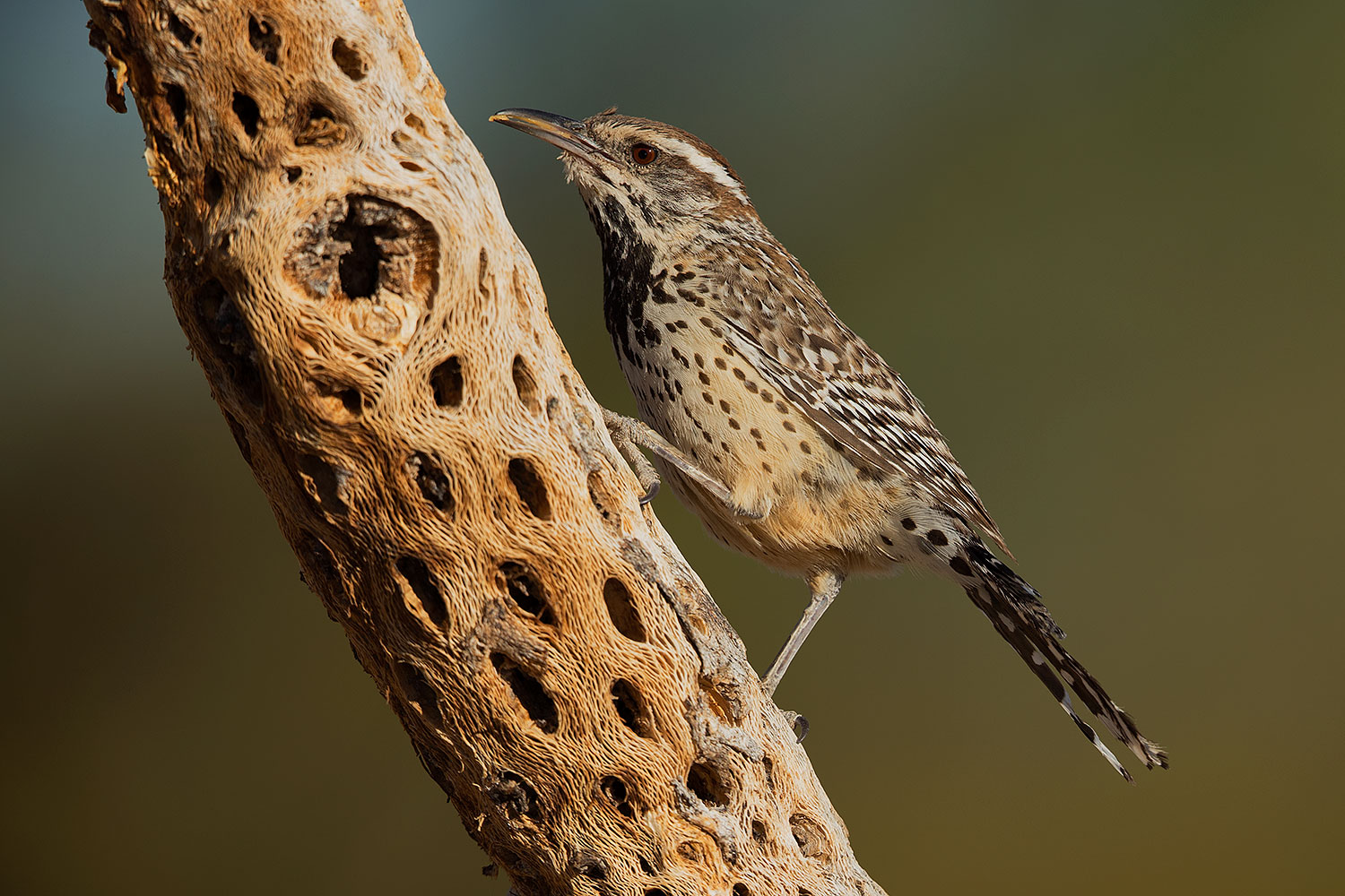 2017-05-23-tucson-wren-1x2_5271