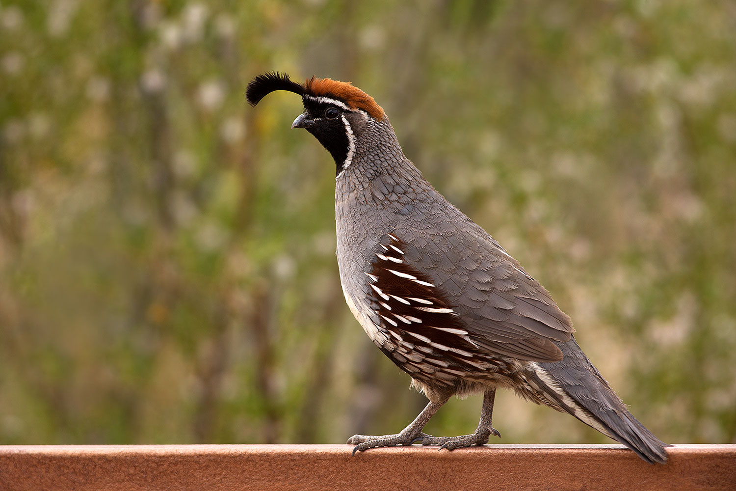 2017-05-25-tucson-quail-1x_47392