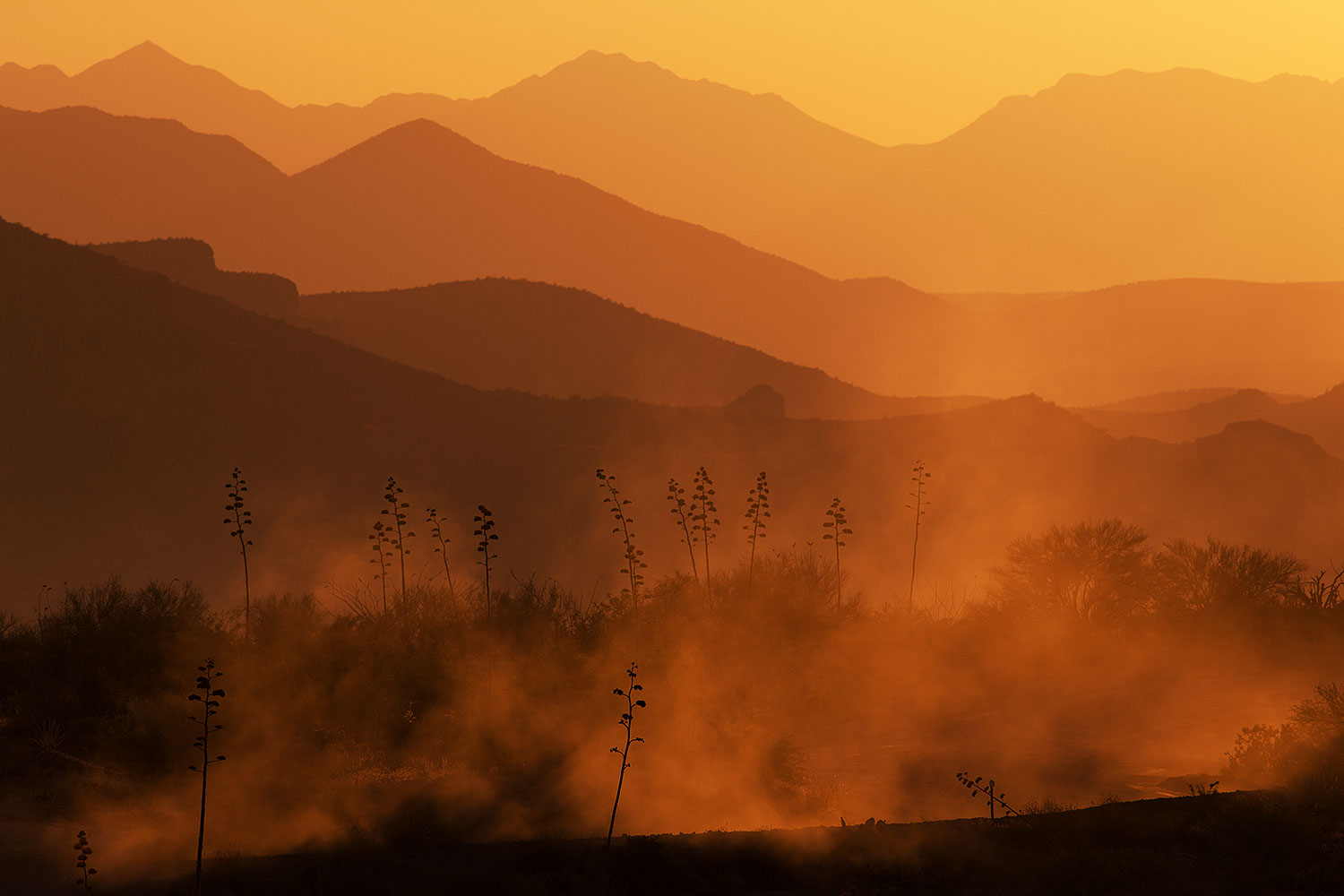 2017-06-09-supers-fish-12lb-1dx_50110