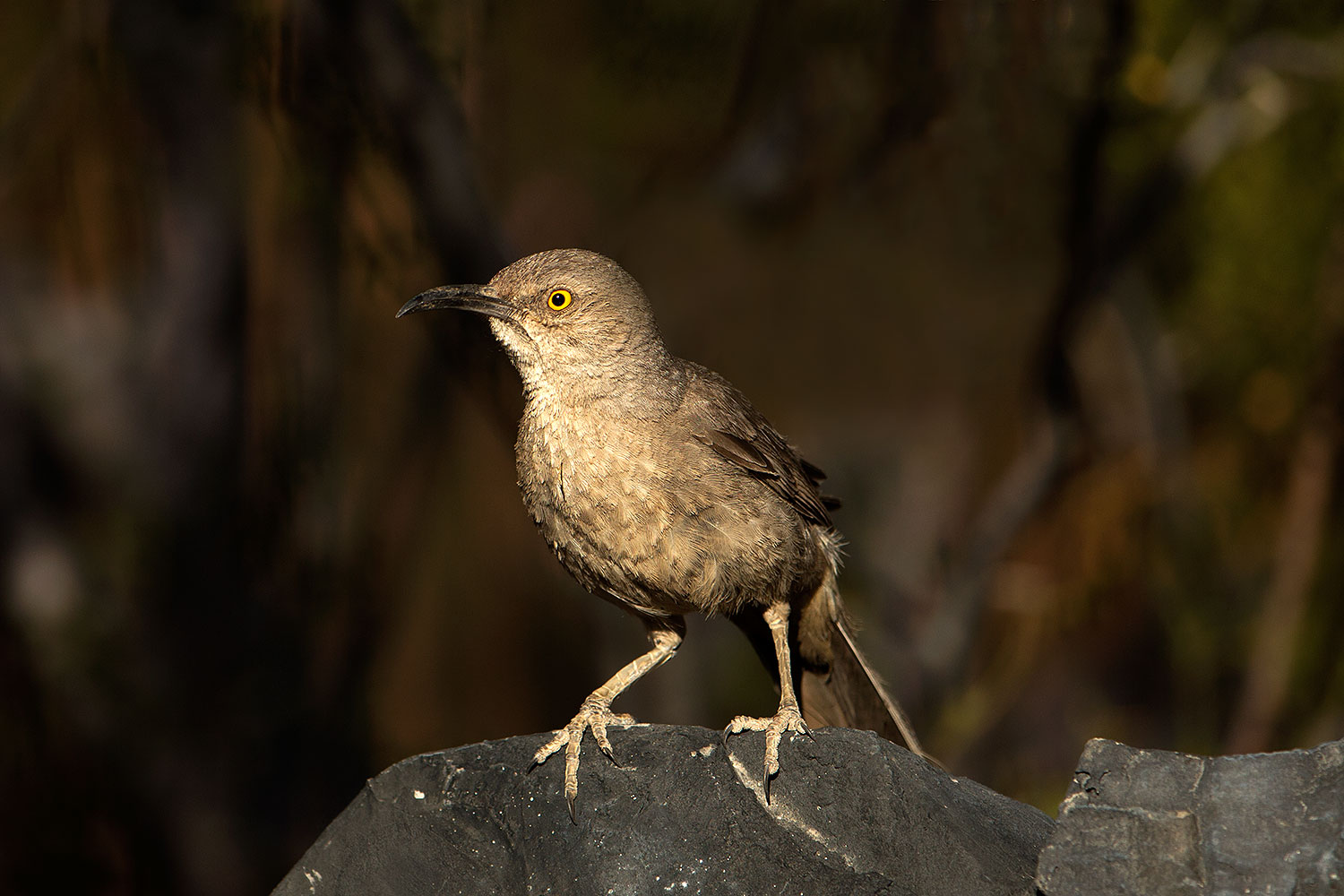 2017-06-17-tucson-thrasher-1x_51708