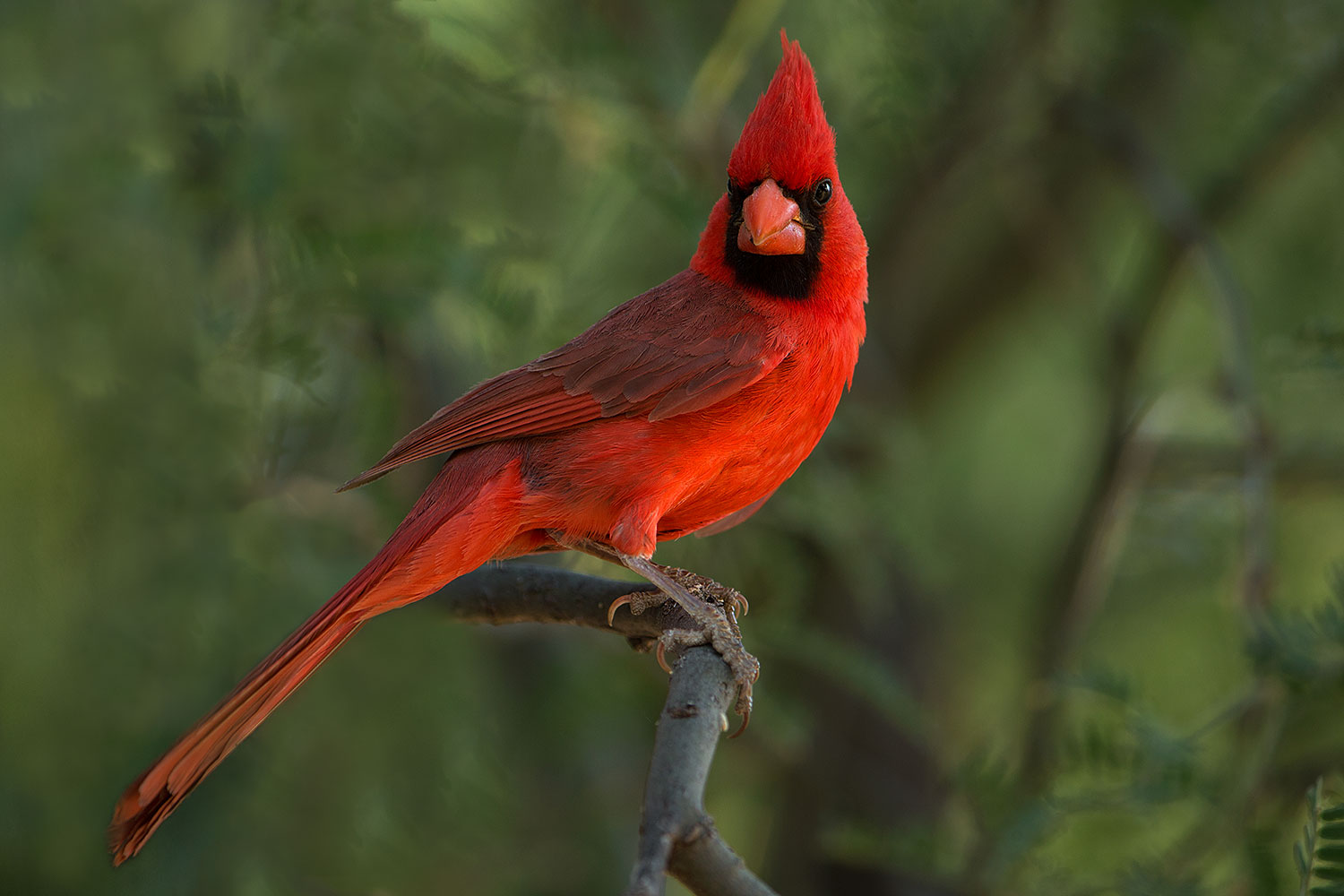 2017 06 22 catalina cardinal 1x 54382
