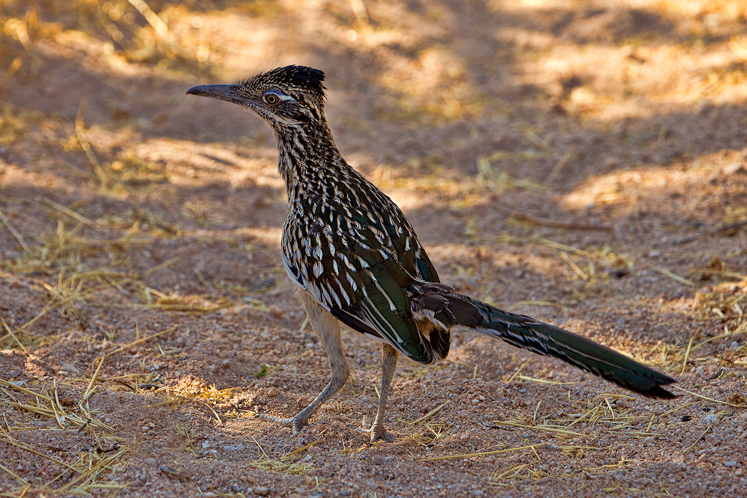 2017-06-22-catalina-roadr-tz-1x_54232