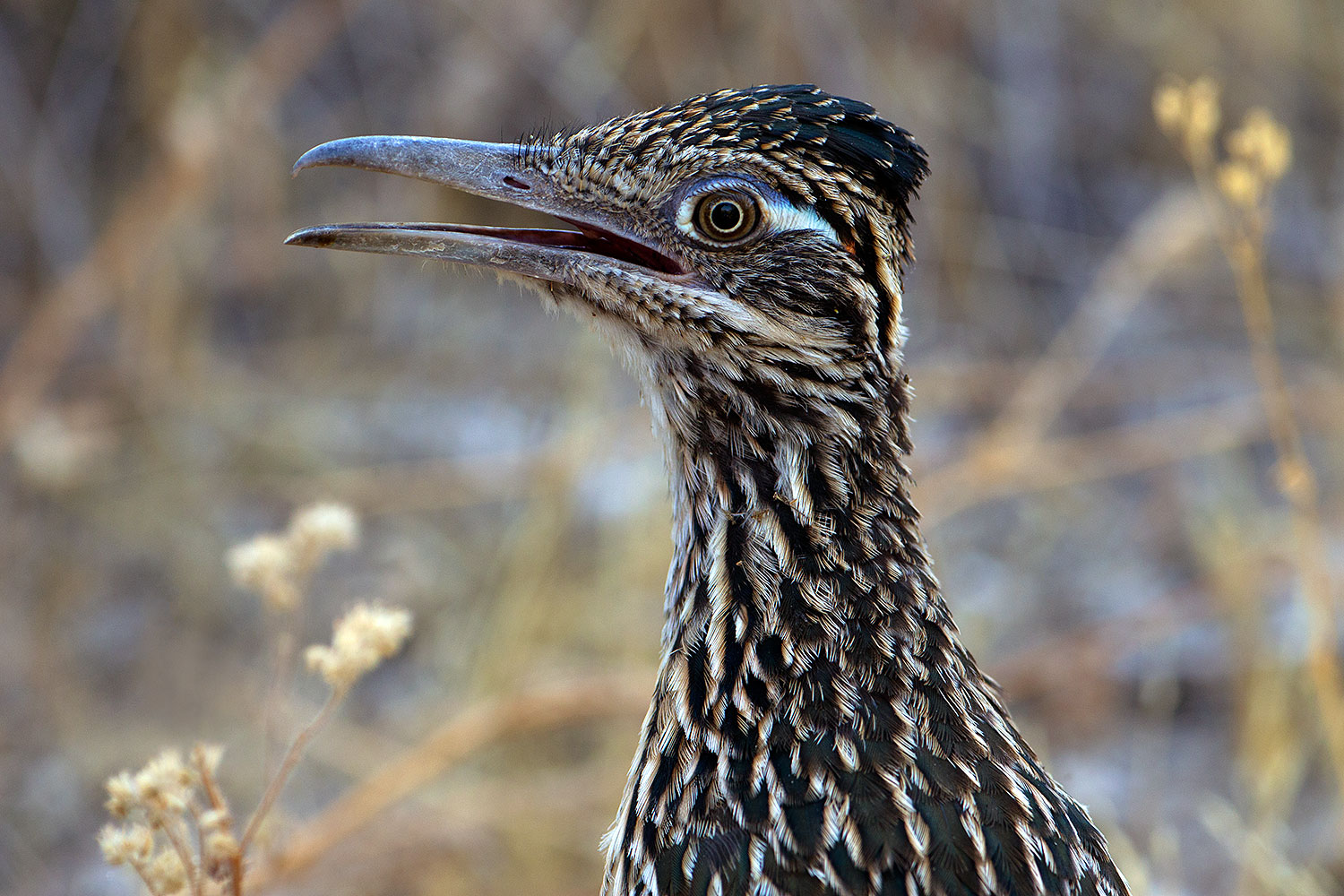 2017-06-22-catalina-roadrun-1x_54236