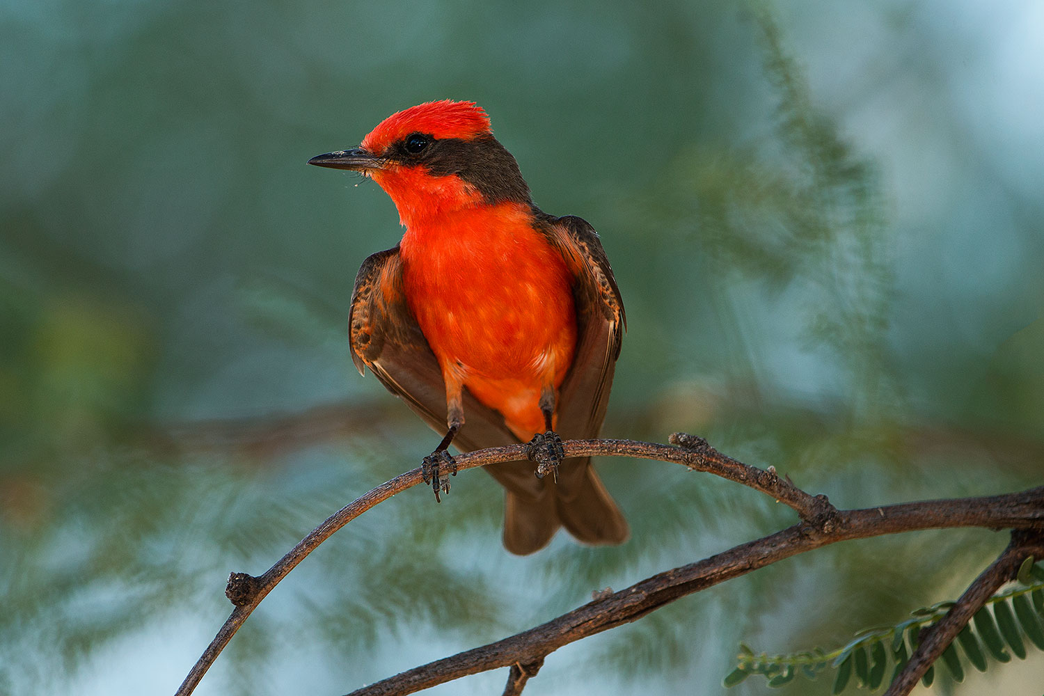 2017-06-26-catalina-flycat-1x_54954