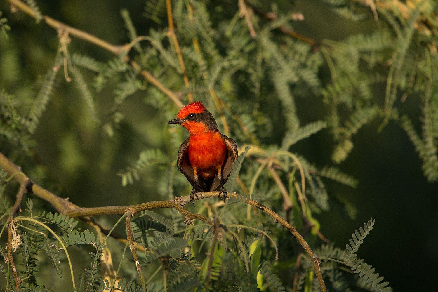 2017-06-26-catalina-flycat-1x_55001