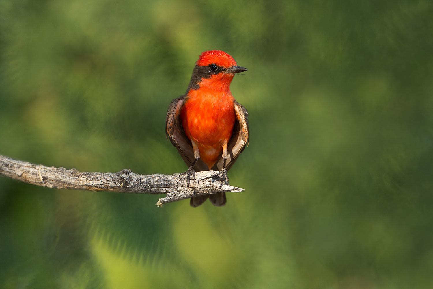 2017-06-26-catalina-flycat-608bg-1x_54653