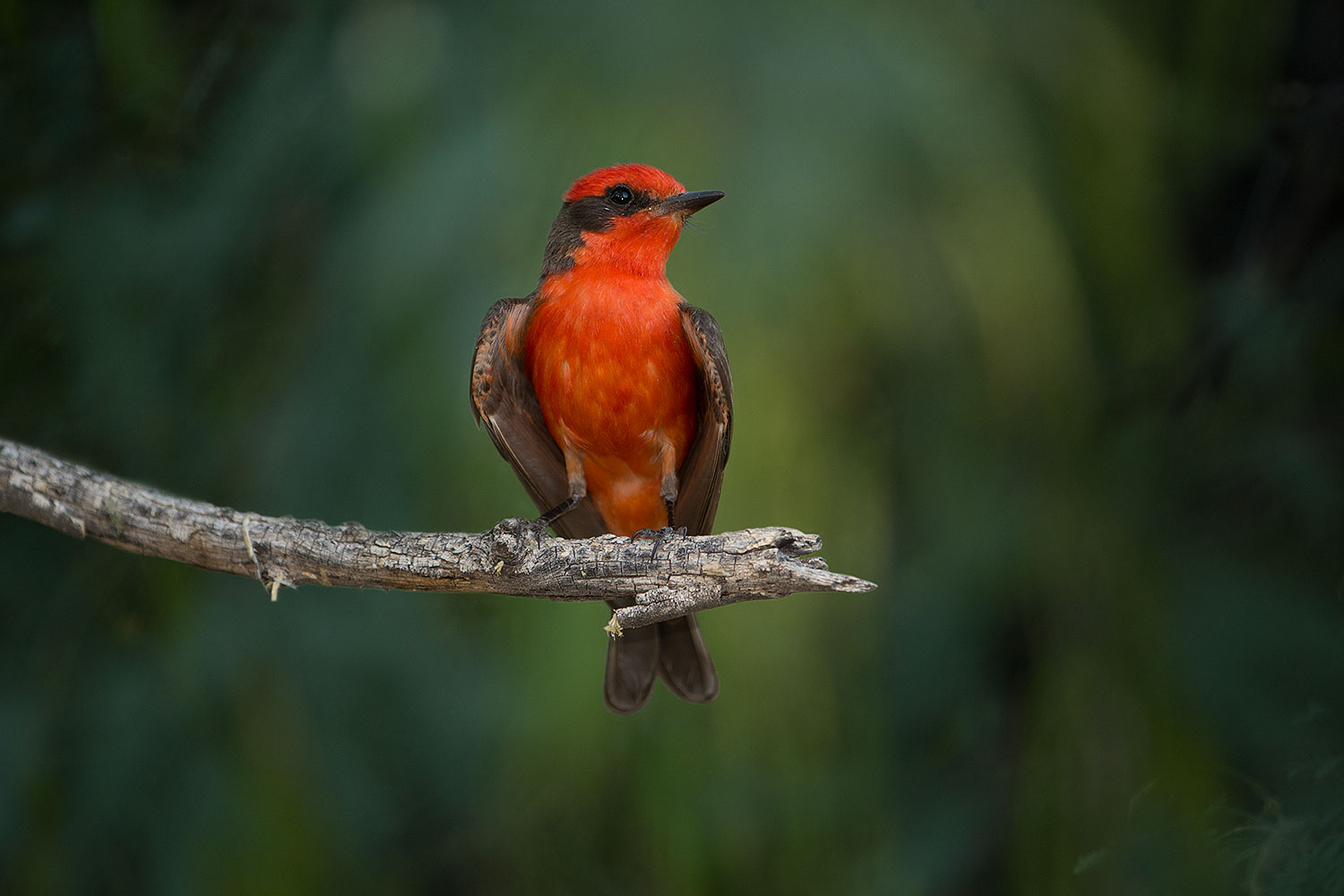 2017-06-26-catalina-flycat-97-1x_54919