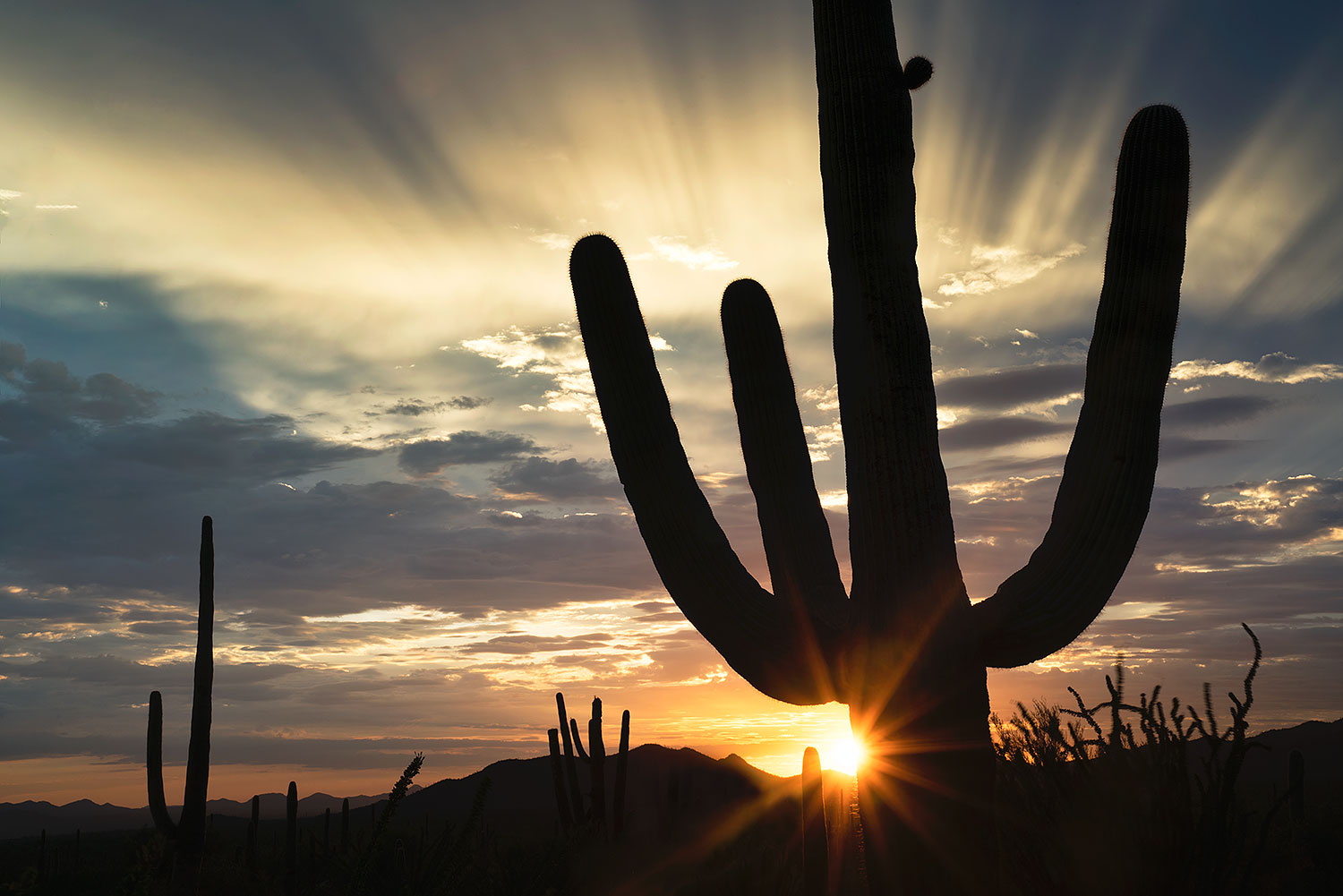 Sunset Saguaro silhouette in Tucson Mountains â€¦ July 2017