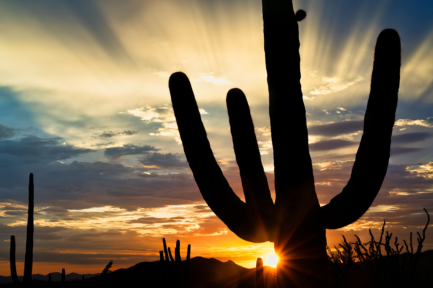 Sunset Saguaro silhouette in Tucson Mountains â€¦ July 2017