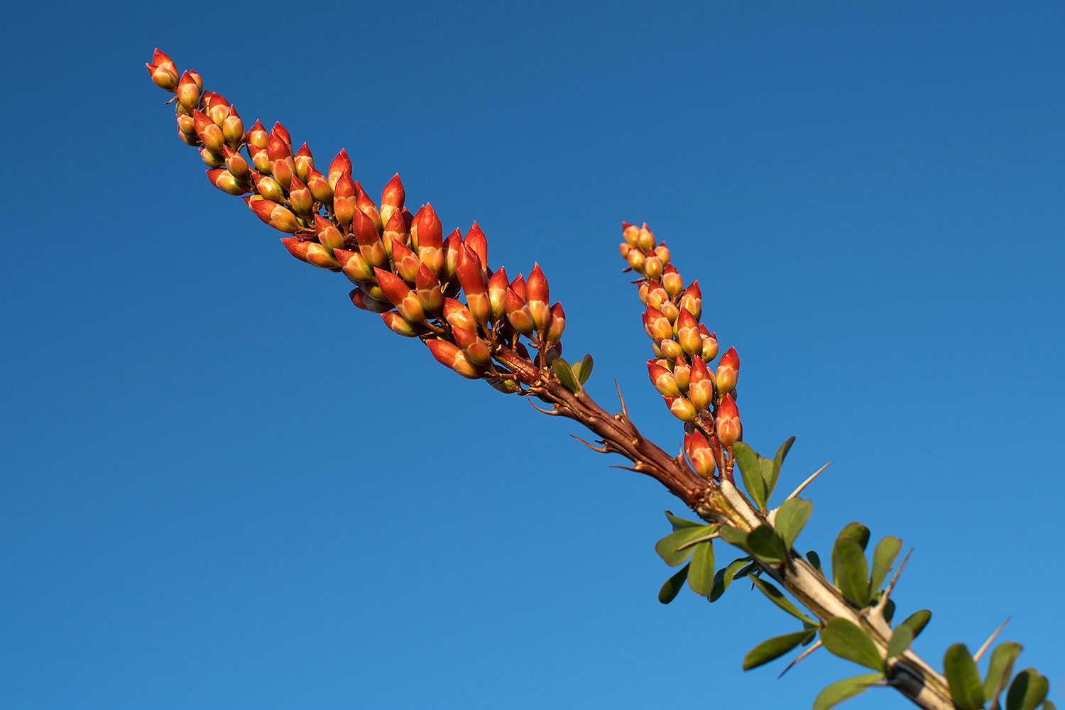 2018-03-30-gv-ocoti-mi25-a7r3_0322