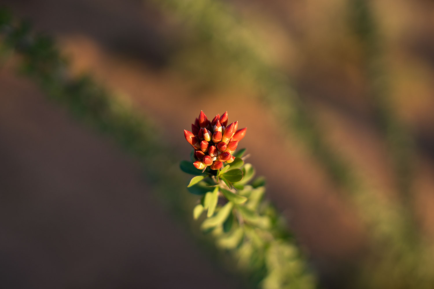 2018-03-30-gv-ocoti-mi25-a7r3_0328