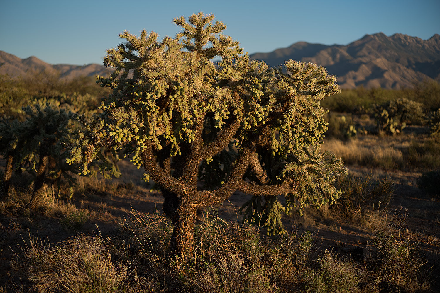 2018-04-02-rita-cholla-m10_0030
