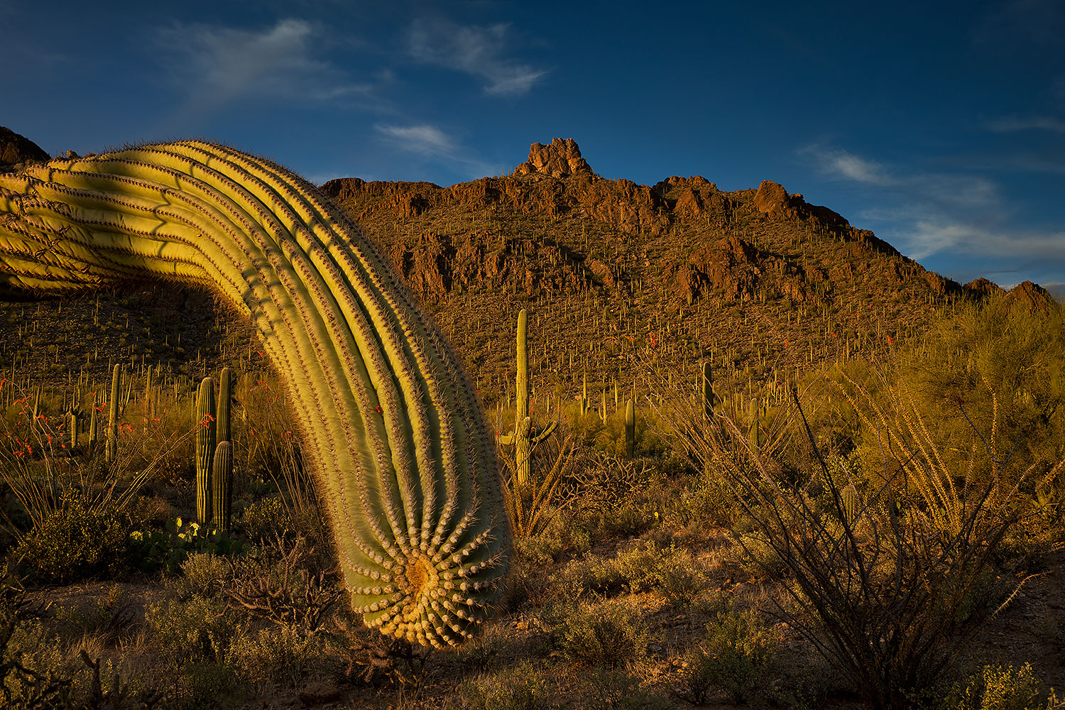 Saguaro in the evening at Tucson Mountains, Arizona â€¦ April 2018
