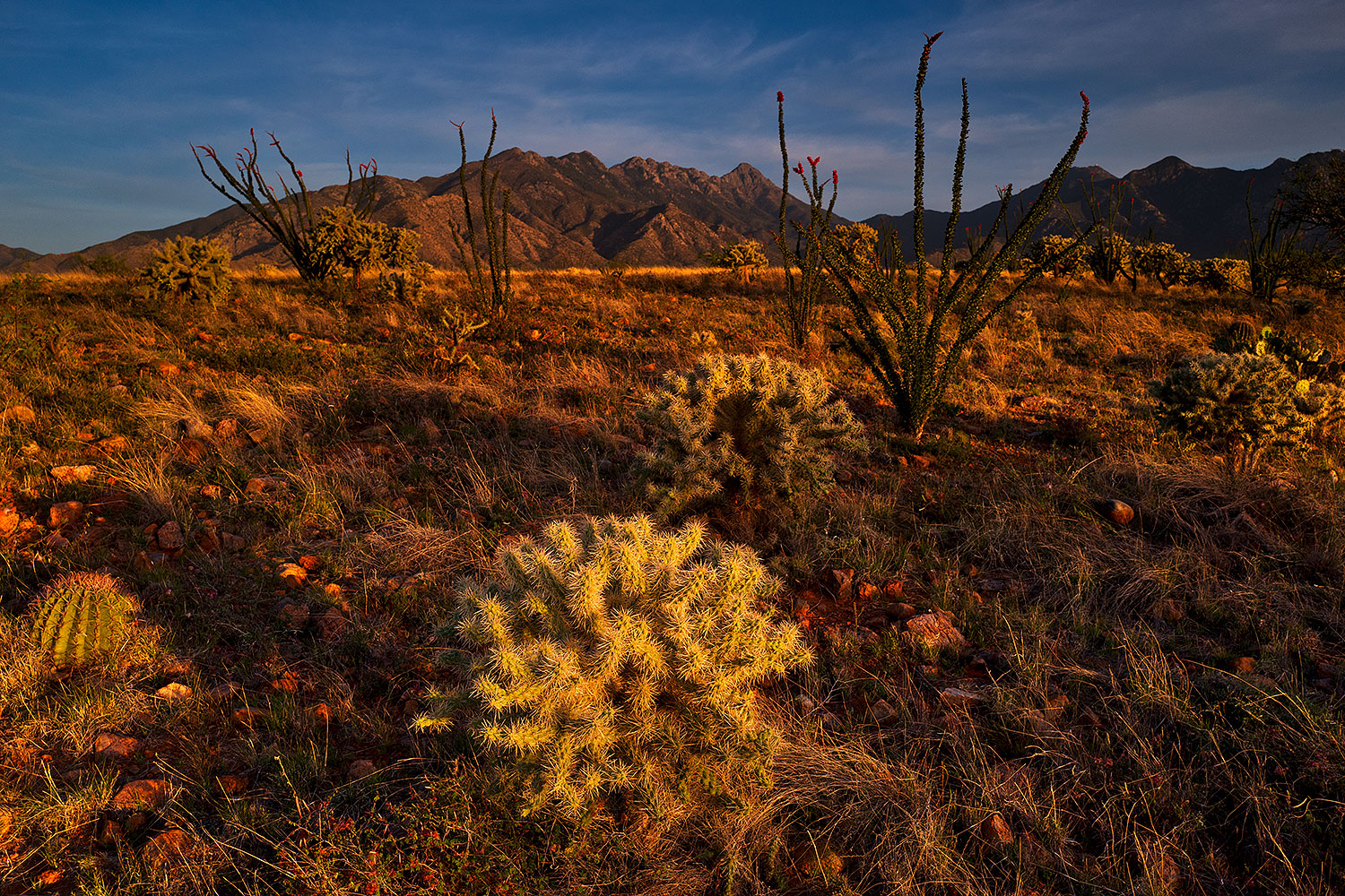 2018-04-18-rita-cactus-lq_0267