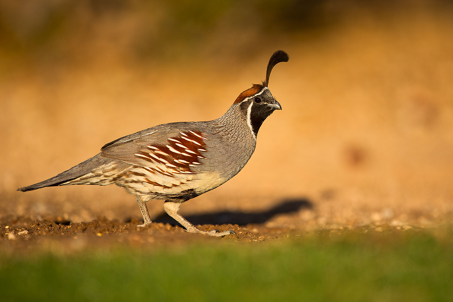 2018-05-11-gv-quail-viv1-5d4_0009