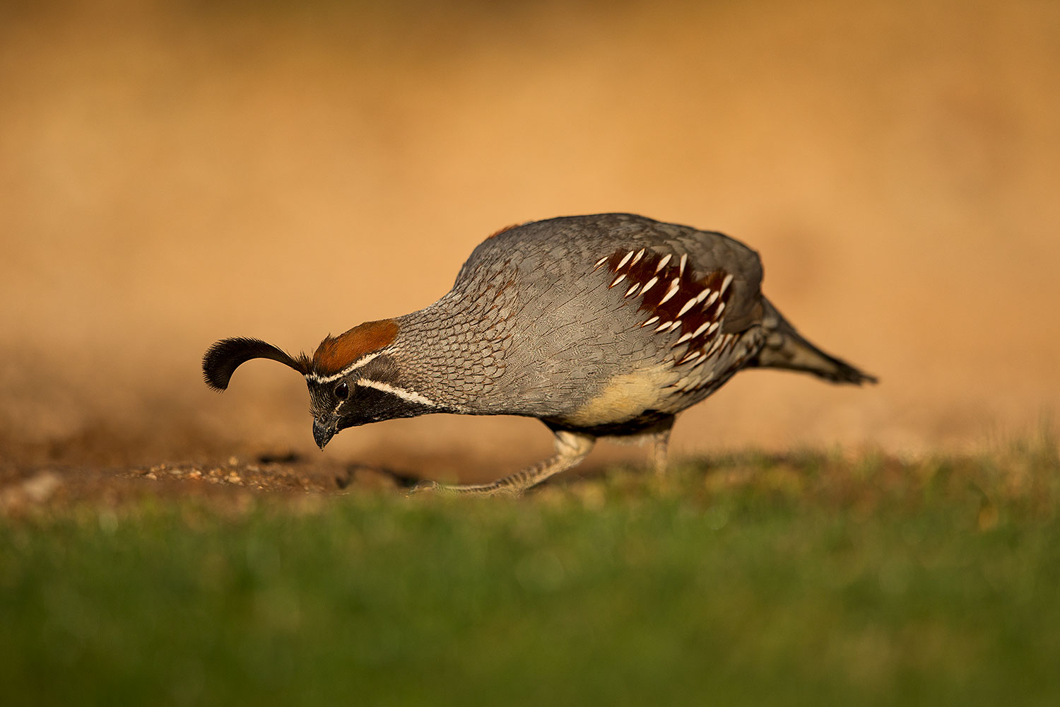 2018-05-11-gv-quail-viv1-5d4_0018