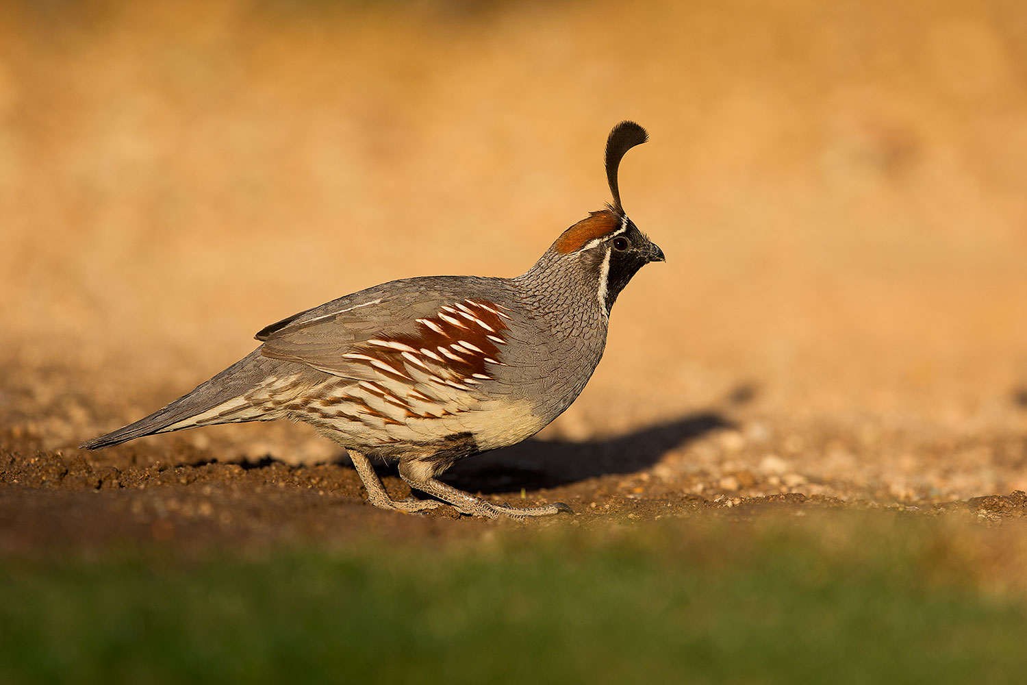 2018-05-11-gv-quail-viv1-5d4_0044