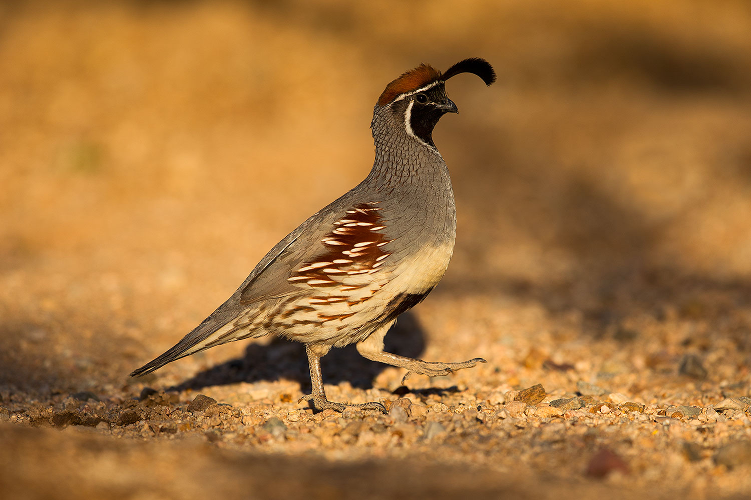 2018-05-11-gv-quail-viv1-5d4_0072