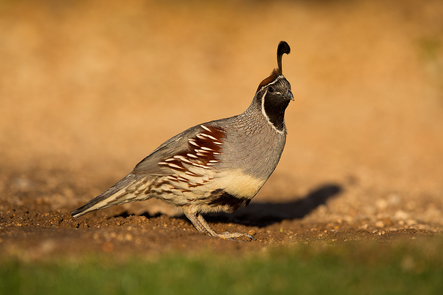 2018-05-11-gv-quail-viv77-5d4_0048