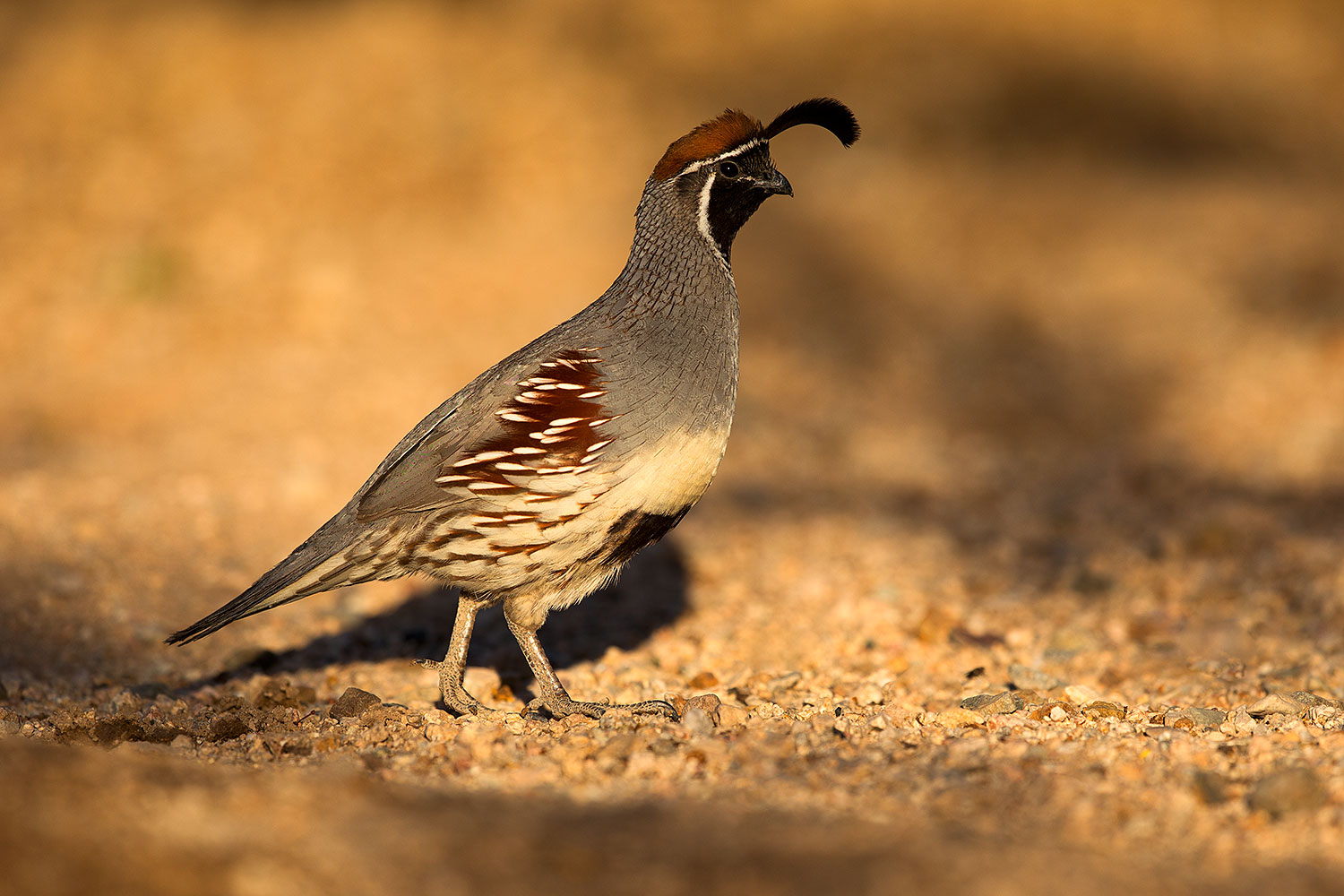 2018-05-11-gv-quail-viv77-5d4_0071