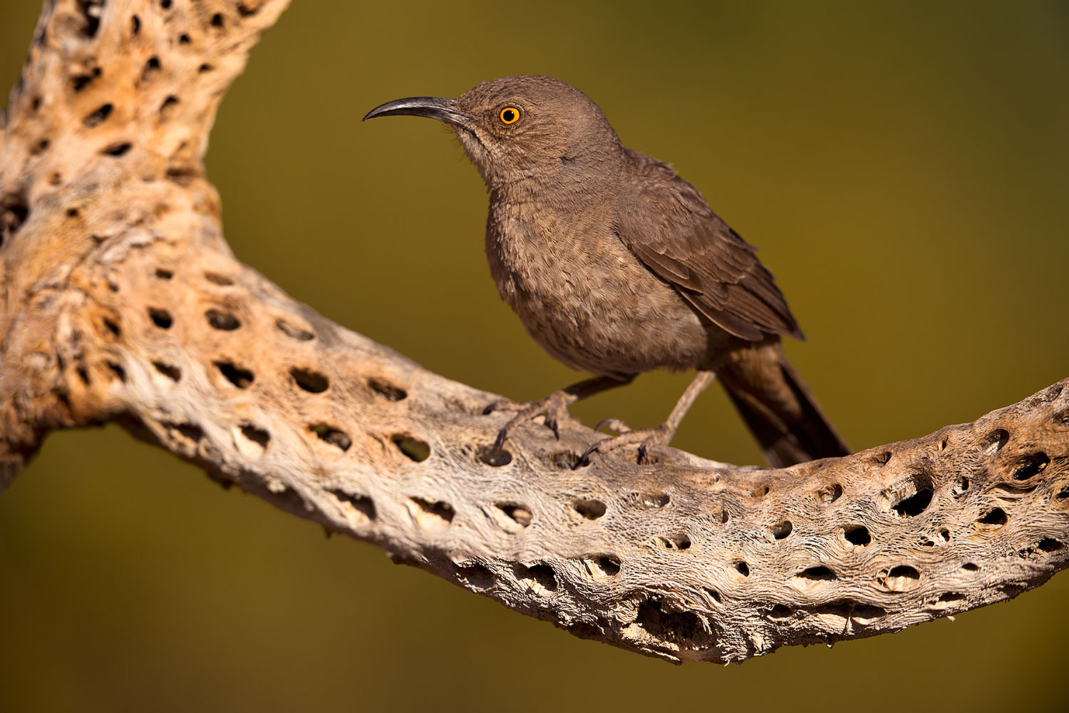 2018-05-21-gv-thrasher-viv77-3-5d4_4376