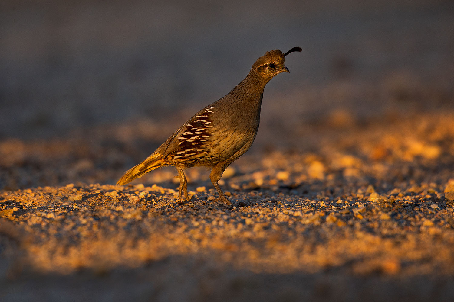 2018-05-22-gv-quail-viv1-5d4_4890