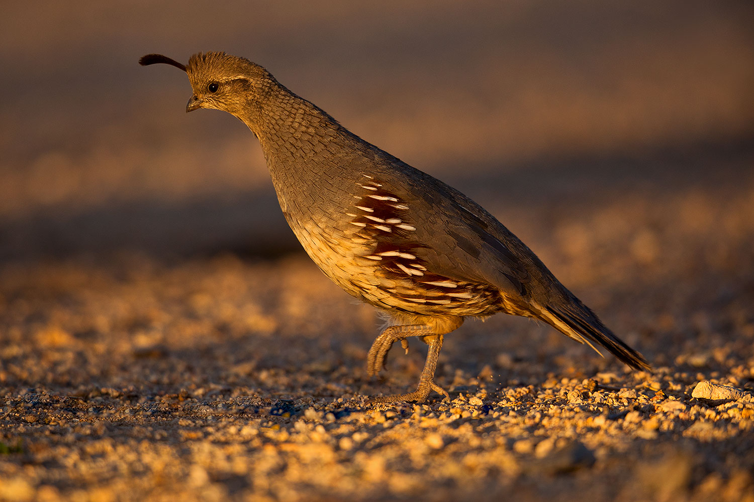 2018-05-22-gv-quail-viv77-5d4_4838