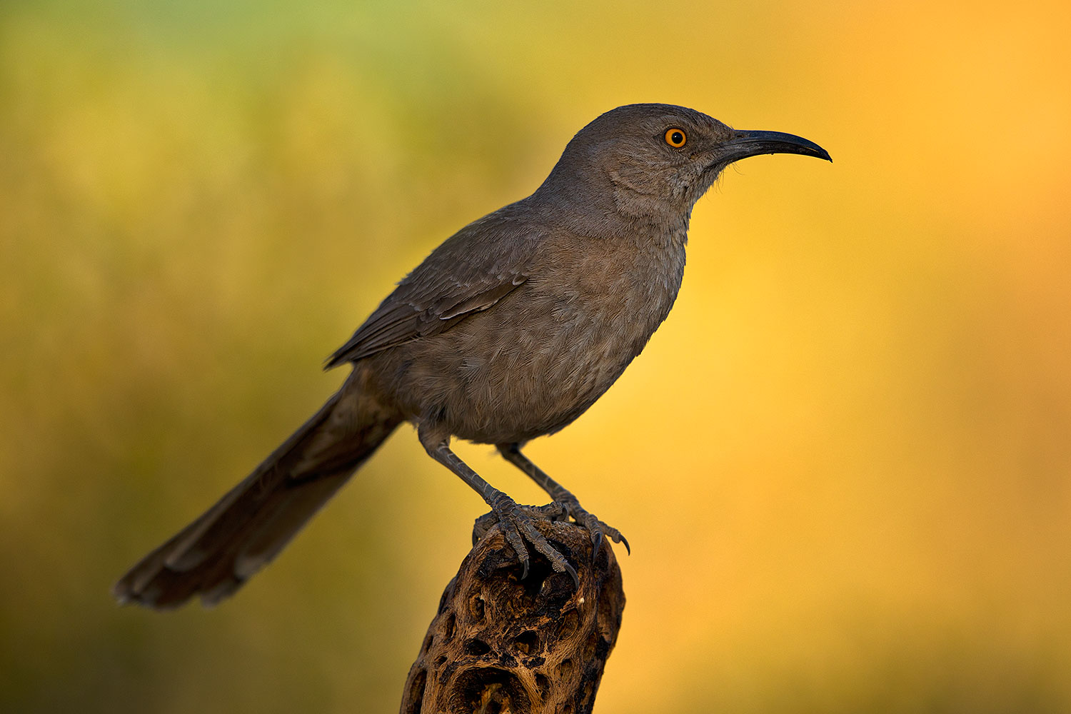 2018-05-24-gv-thrasher-viv77-5d4_5478