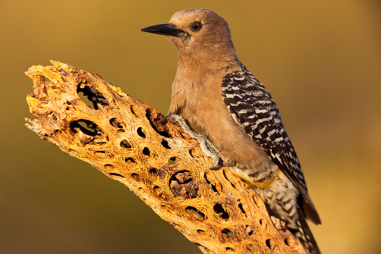 2018-05-26-gv-woodpecker-viv77-5d4_6261