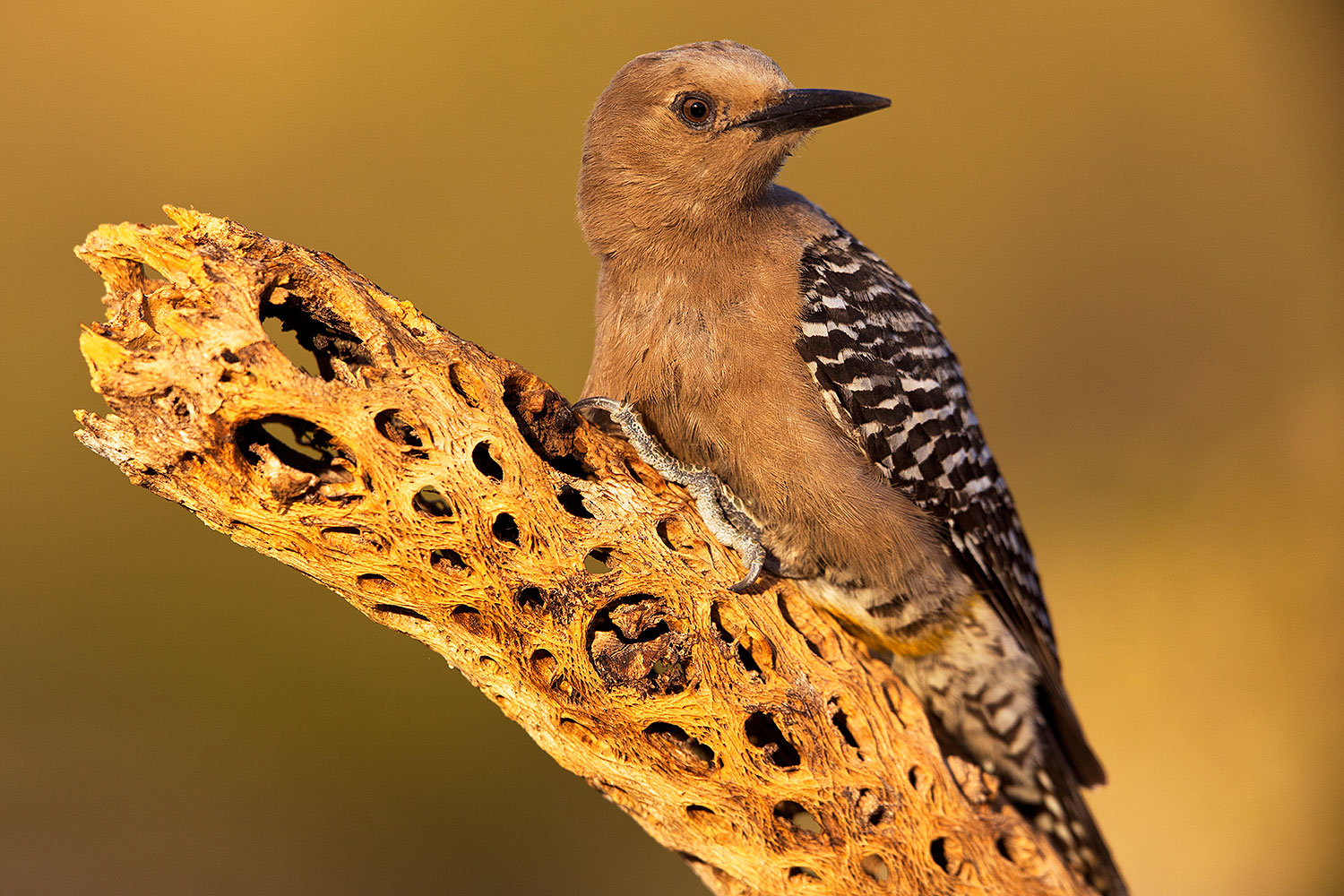 2018-05-26-gv-woodpecker-viv77-5d4_6269