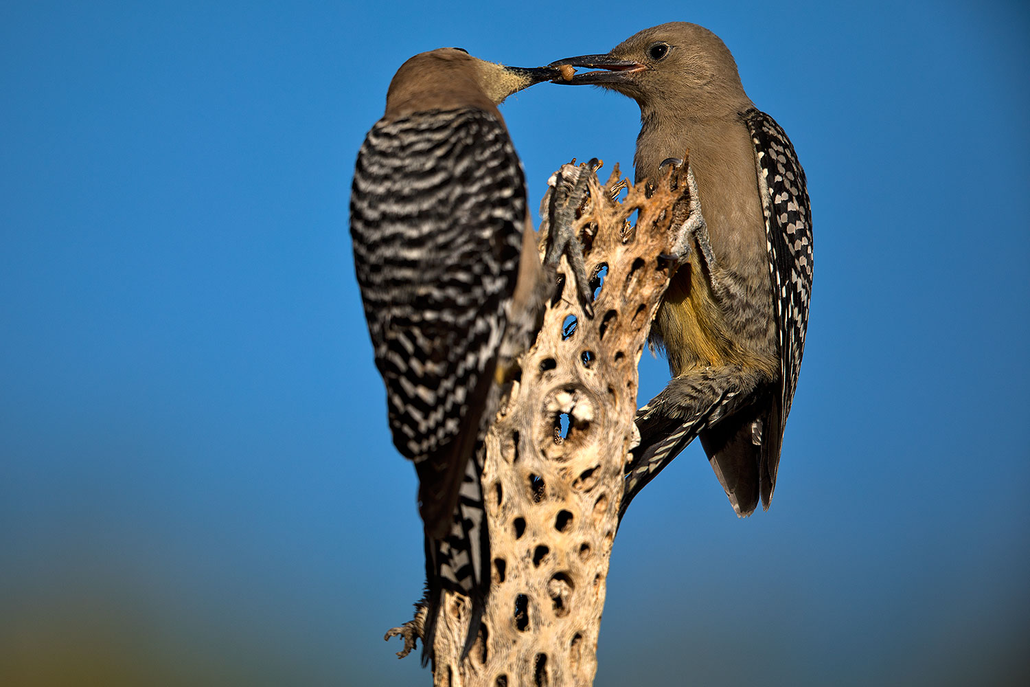2018-05-30-gv-woodpeckers-mi1-5d4_7268