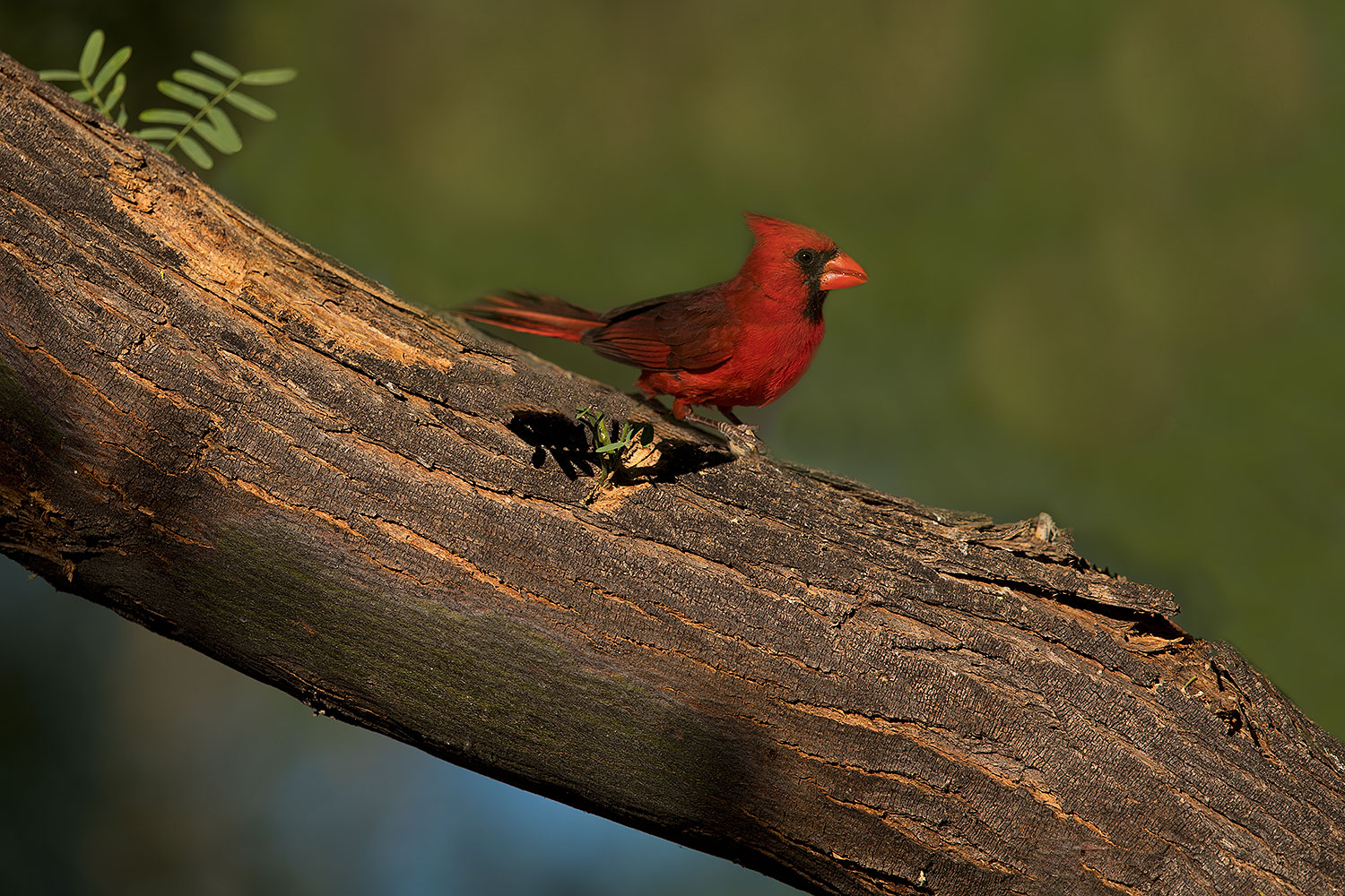 2018-06-03-gv-cardinals-viv50-86-5d4_8089