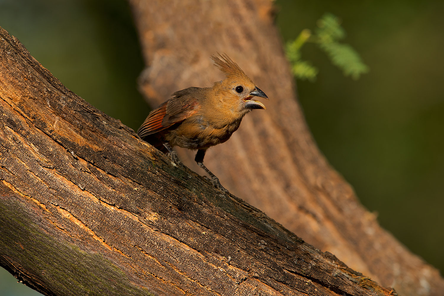 2018-06-03-gv-cardinals-viv50-86-5d4_8216