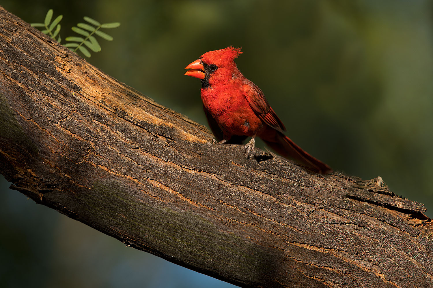 2018-06-03-gv-cardinals-viv50-86-5d4_8254