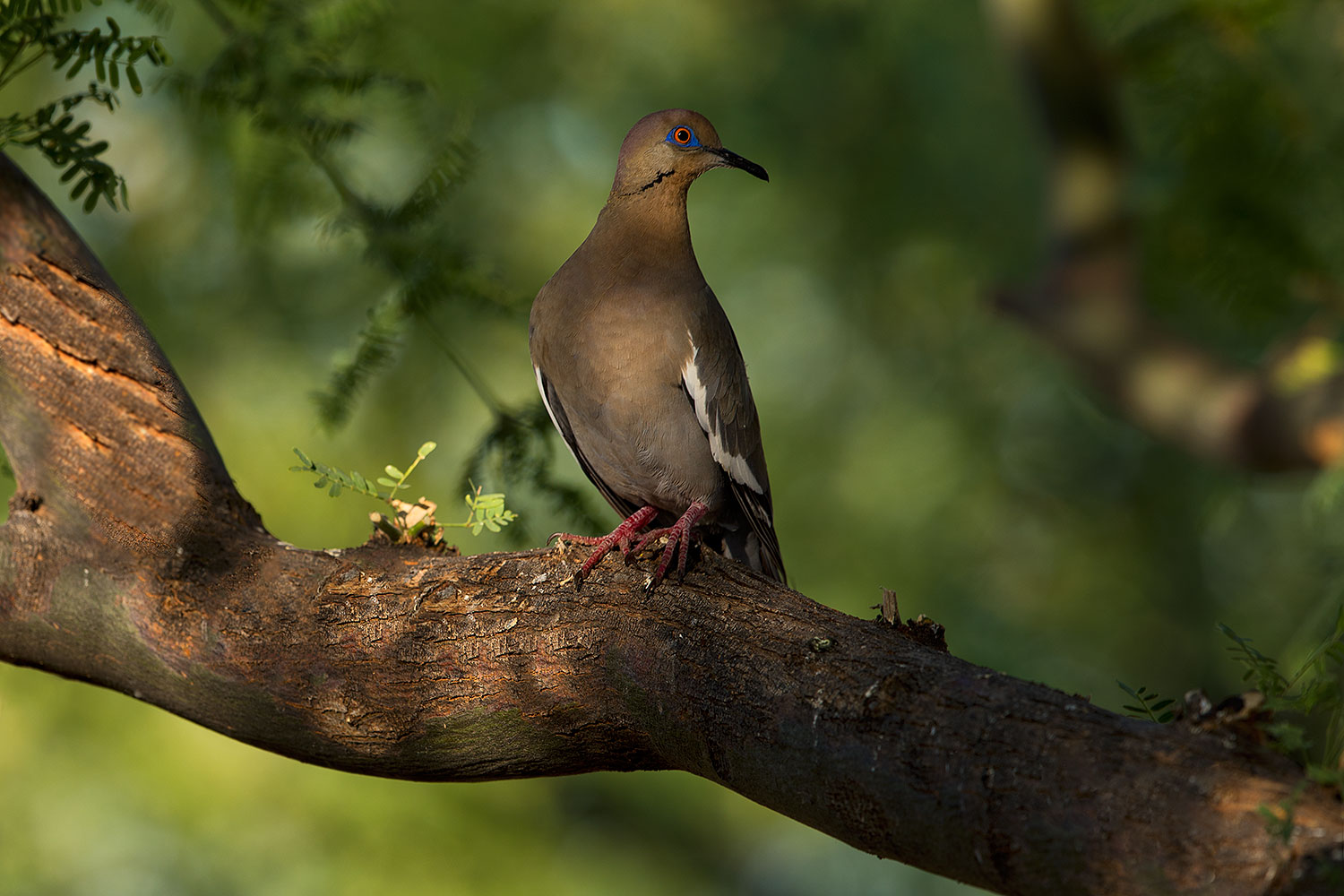 2018-06-03-gv-white-wing-5d4_8261